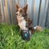 Survival First Aid Kit Pet