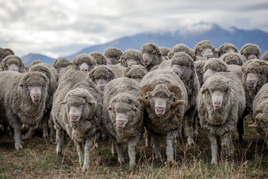 Merino ovce